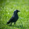Le Choucas des tours ressemble à la Corneille noire et au Corbeau freux mais il est **beaucoup plus petit** et **plus rond**.