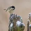Le chant de la Mésange noire est un chant doux et simple **"tsiwi tsiwi tsiwi" ou "witseu witseu witseu"**