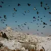 Les **populations migratrices qui franchissent les Pyrénées** pour hiverner sont les plus touchées par la **chasse** lors de leur migration en automne.