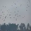 Elles se regroupent le soir en **dortoirs** pour passer la nuit.