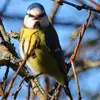 Le chant de la Mésange bleue commence par **une à trois notes aiguës**, suivie d'un **trille rapide** et « liquide ». "tsui tssuissuissuissuissuissui"