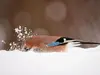 Il ne dépend pas des aires de nourrissages car il **cache ses provisions** pour tenir tout l'hiver.