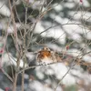 En hiver on la remarque parfois **se percher pour dormir**. Ici, un juvénile...