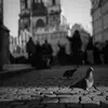 Le Pigeon domestique est le **pigeon citadin** que l'on retrouve dans nos villes.
