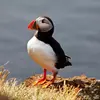 Le Macareux moine est de la **taille d'un pigeon**.