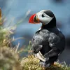 Le dessus du corps et des ailes est **noir**.