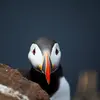 Il peut vivre **vingt-deux ans** environ.