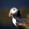 En **plumage nuptial** deux petites **excroissances sombres entourent son œil** : l'une au-dessus et l'autre en dessous, lui donnant un **regard de clown**. On l'appelle parfois "clown des mers" !