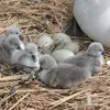 Les **nouveaux-nés** peuvent être **gris clair** ou **blancs**.