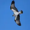 Le dessous des ailes est marqué de noir avec une **nette bande sombre aux extrémités**.