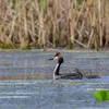 Le Grèbe huppé est **peu farouche**. Il est souvent **à découvert sur l'eau**.