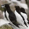 Il est capable de **saisir plusieurs poissons à la fois** dans son bec.