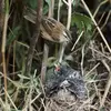 Le Phragmite des joncs installe son nid dans la **végétation dense** pour la ponte d'avril-mai.