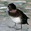 Le Fuligule morillon trouve sa nourriture **en profondeur** grâce à ses **larges pattes palmées**.