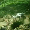 Il **nage sous l'eau** grâce à ses **ailes**.
