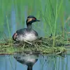 Le Grèbe à cou noir **niche en colonie**, souvent avec des **mouettes rieuses,** ce qui lui offre **plus de sécurité** pour protéger les nids.