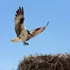 Le Balbuzard pêcheur installe son nid fait de branches, **sur le sommet d'un pin ou sur un piton rocheux**.