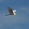 La **Grande Aigrette** a de **longues pattes sombres** qui **dépassent beaucoup** en vol. Avec ses grandes ailes, son **vol** est **plus majestueux**.