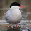 Ses pattes sont **très courtes** et oranges.