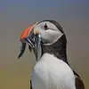 Il peut stocker **jusqu'à 30 petits poissons à la fois dans son bec**.