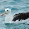 L'Albatros à sourcils noirs **flotte haut sur l'eau**.