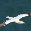 Ils mettent **4 ans** pour atteindre le **plumage adulte**. Lors de la **quatrième année**, on observe encore **un peu de noir sur la queue et le bord des ailes**.