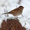 **En dehors de la reproduction**, il peut être **très grégaire**. Notamment en se rassemblant dans les roselières pour former des dortoirs.
