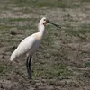 En **plumage nuptial**, elle a une **huppe** sur la tête, une **tâche ocre** à la poitrine et un **bec noir à bout jaune**.