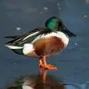 Le Canard souchet est **un peu plus petit que le Canard colvert**.