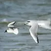 Les ailes sont **grises** avec le bord antérieur **blanc et les pointes noires**.