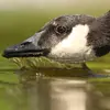 Elle trouve sa nourriture au **bord de l'eau** et **dans l'eau**.