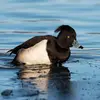 C'est un **canard plongeur** qui peut plonger à 7 mètres de profondeur.