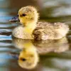 Les adultes **perdent toutes leurs plumes de vol** en même temps et ne peuvent plus voler pendant plusieurs semaines. Ils **s'occuperont des petits**.