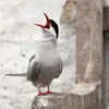 Généralement, elle émet des sons **très aigus et répétés, puissants** et parfois **roulés**. "prriiiu"