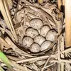 Son nid est en **forme de corbeille** avec parfois un **toit végétal** pour se cacher.