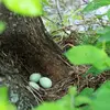 C'est une **coupe assez profonde**, construite **au sol**, dans les herbes sèches, touffues et trous d'arbres ou parfois dans des **nichoirs artificiels**.