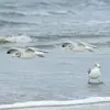 On le retrouve souvent sur les **côtes**...