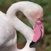 Il a un **bec massif très recourbé**, de couleur rose à bout noir.