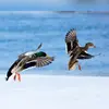 **En vol**, ses ailes sont **larges à leur base** et on remarque le **miroir bleu foncé** bordé de blanc.