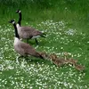 Les **couples** se forment **pour la vie** et les deux parents **s'occuperont des petits**.