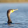 Le Grand Cormoran nage le **corps enfoncé**, en gardant le **bec relevé**.