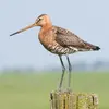 La Barge à queue noire est **un peu plus petite que l'Avocette élégante**.