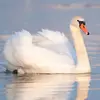 Sur l'eau, il a un **port de tête gracieux** avec la **tête vers le bas**, à la différence des oies qui gardent le bec à l'horizontal.