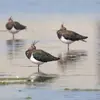 On le trouve dans les **champs, prés côtiers, prairies, proche des étangs**.