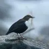 Le Cincle plongeur a un **cri de contact bref, strident et électrique qui couvre le bruit des torrents**.