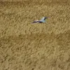 et dans les **champs et prairies** (notamment l'hiver pour chasser les rongeurs).