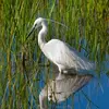 Son plumage est **blanc** comme d'autres échassiers (Le Héron garde-bœufs et la Grande aigrette).