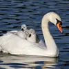 Il peut vivre environ **vingt ans à l'état sauvage**, mais jusqu'à **trente ou quarante ans en captivité**.