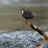 Il chante **perché** sur une branche basse, une racine ou une pierre **au-dessus de l'eau**.