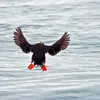 Dans les airs, il doit **battre rapidement les ailes** et reste souvent **proche de la surface de l'eau**.